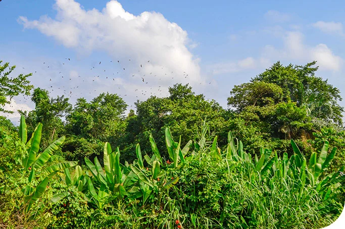 Kribi flore et forêt luxuriante autour au Cameroun